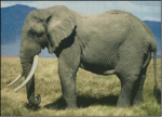 (image for) Elephant